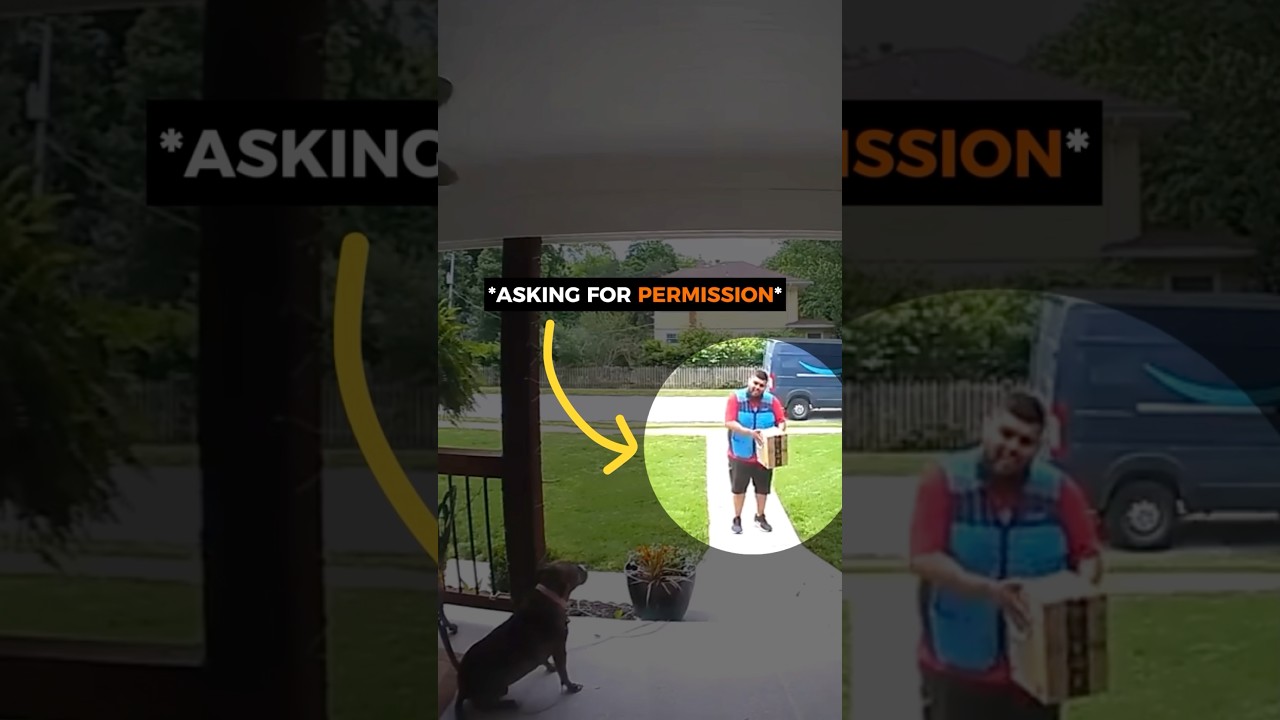 He asked the dog for permission and the dog answered 🥹🐶
