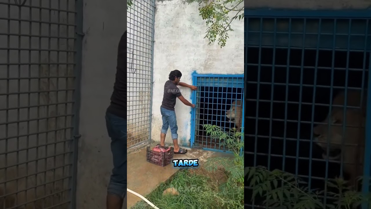 O novo tratador não durou nem o primeiro dia…😂 #animais #memes  #viral #shorts #selvagem #leão #leoa