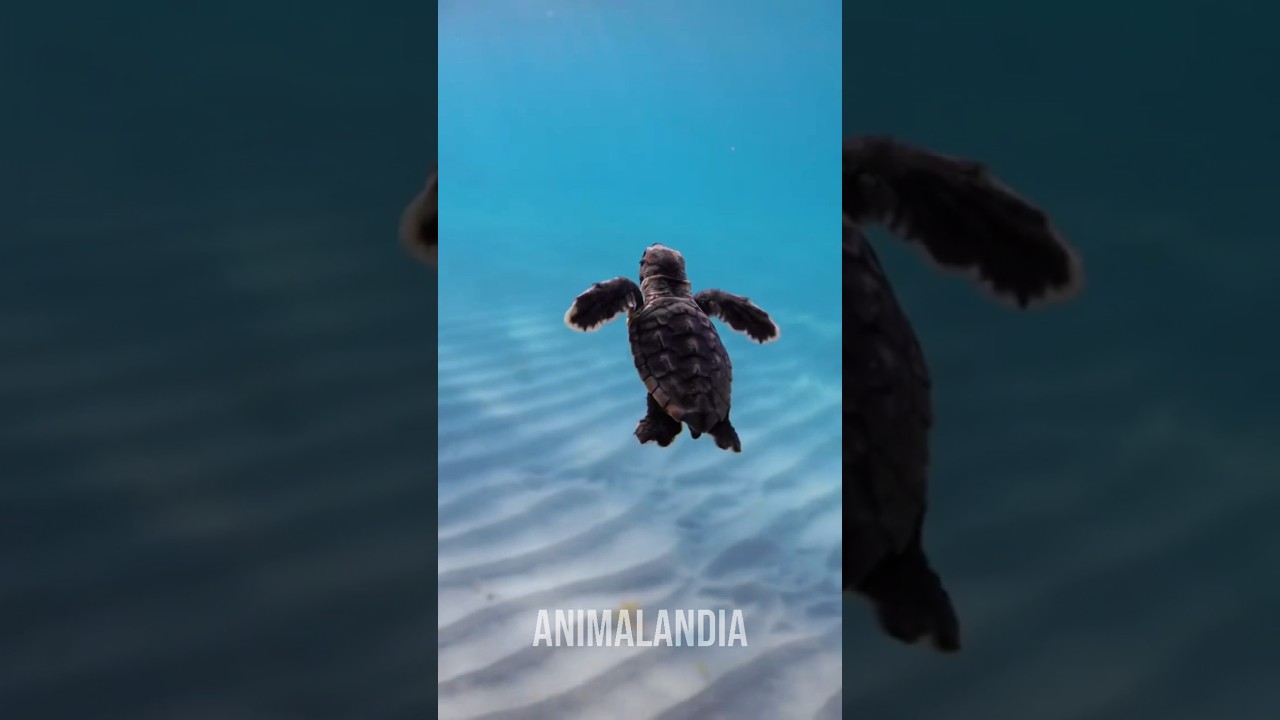 A natureza não passa a mão na cabeça de ninguém. Então se vira nos 30. 🐢 #animais #curioso #bichos