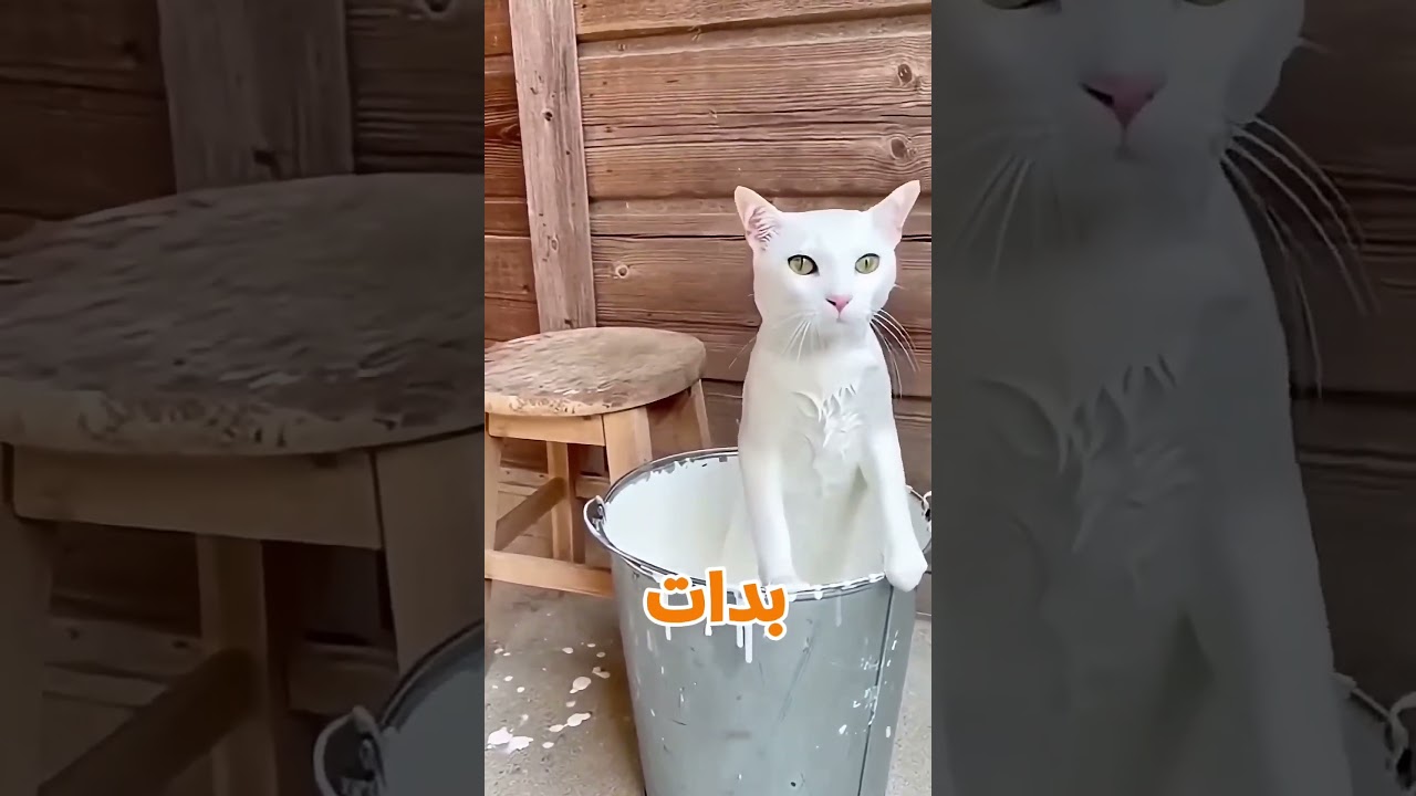 قطة غيرت لونها عشان تتبنى... لكن الحقيقة اتكشفت!" 🐱😱