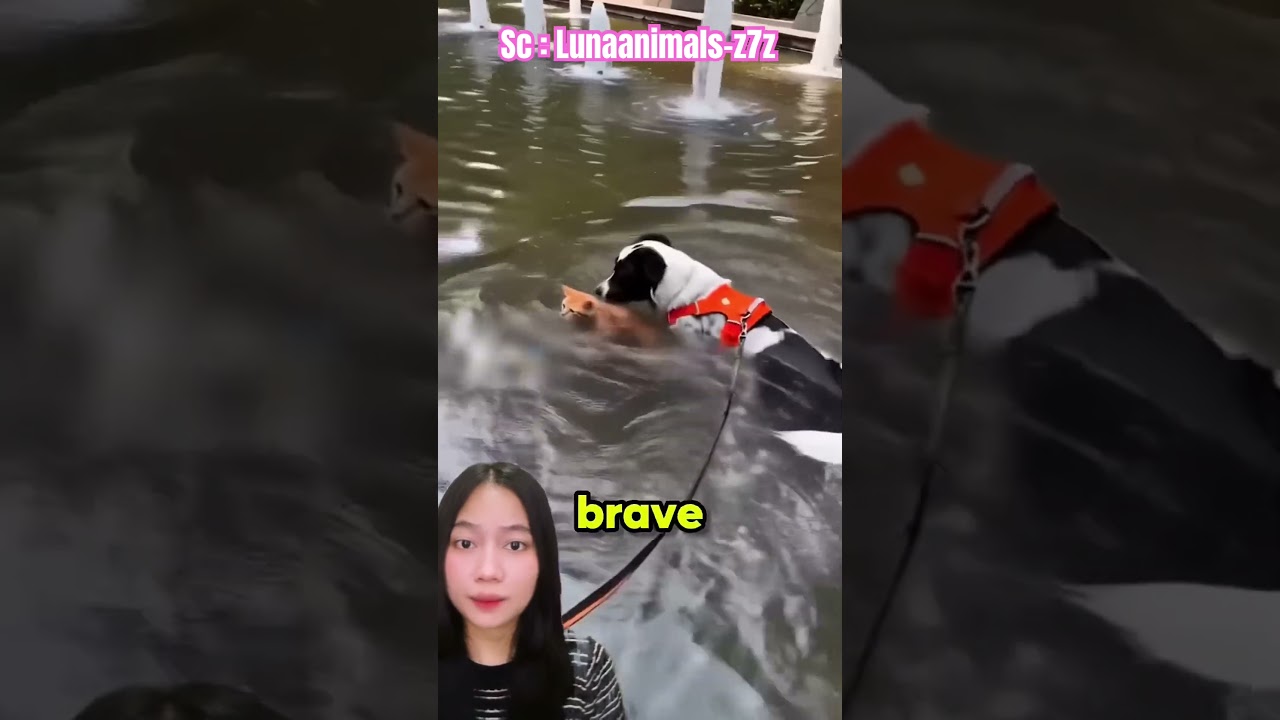 Hebat‼️d0gy berhasil selametin miaw😍Lunaanimals-z7z
