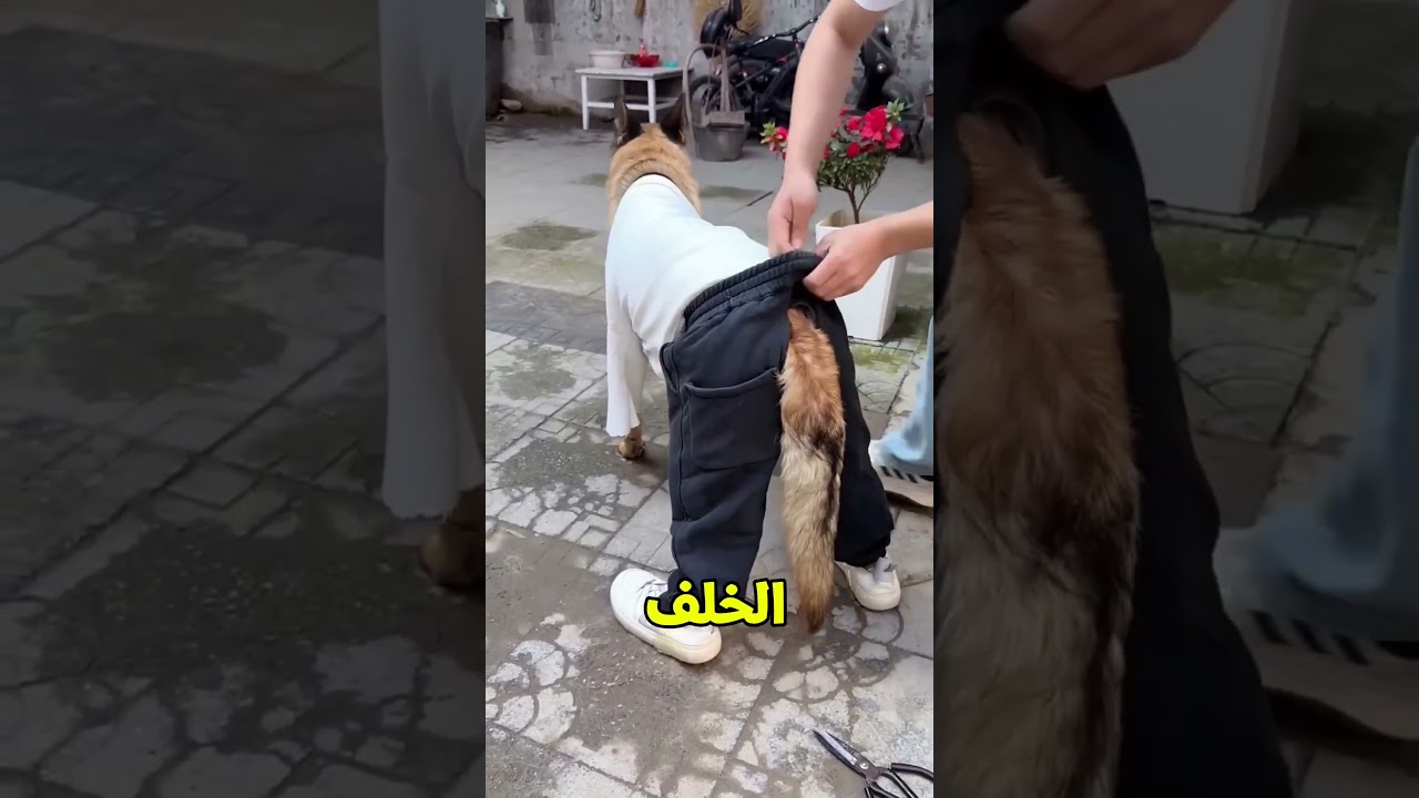 الكلب اللي لبس بنطلون 😂🐶