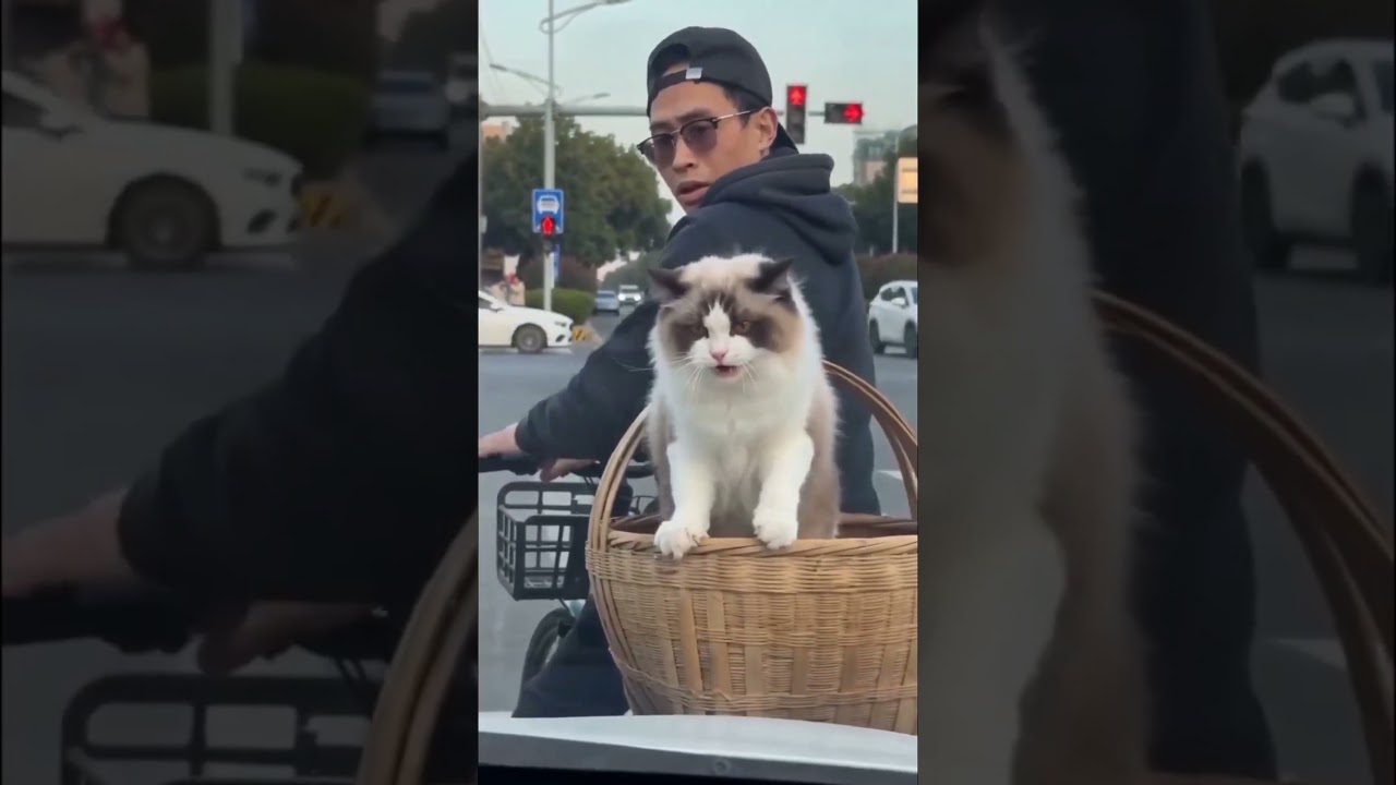 بتبصلي كدا ليه ياعم القط انت 😂