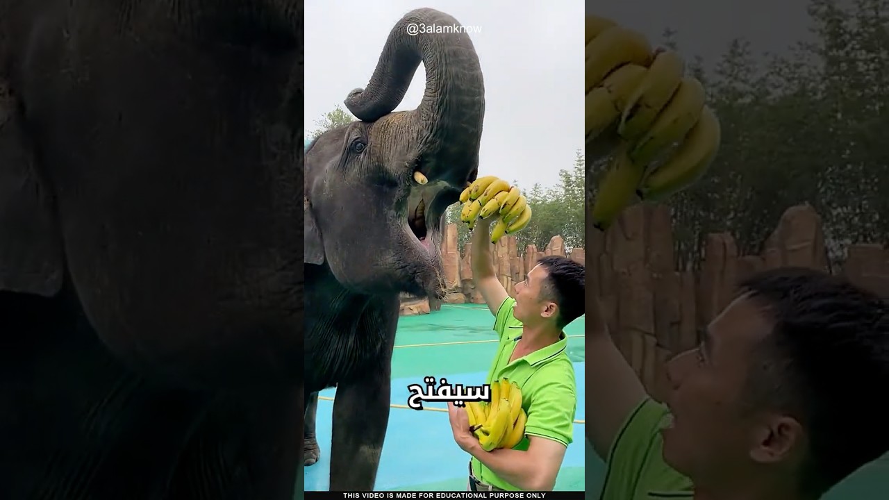 ما سر ذكاء الفيل