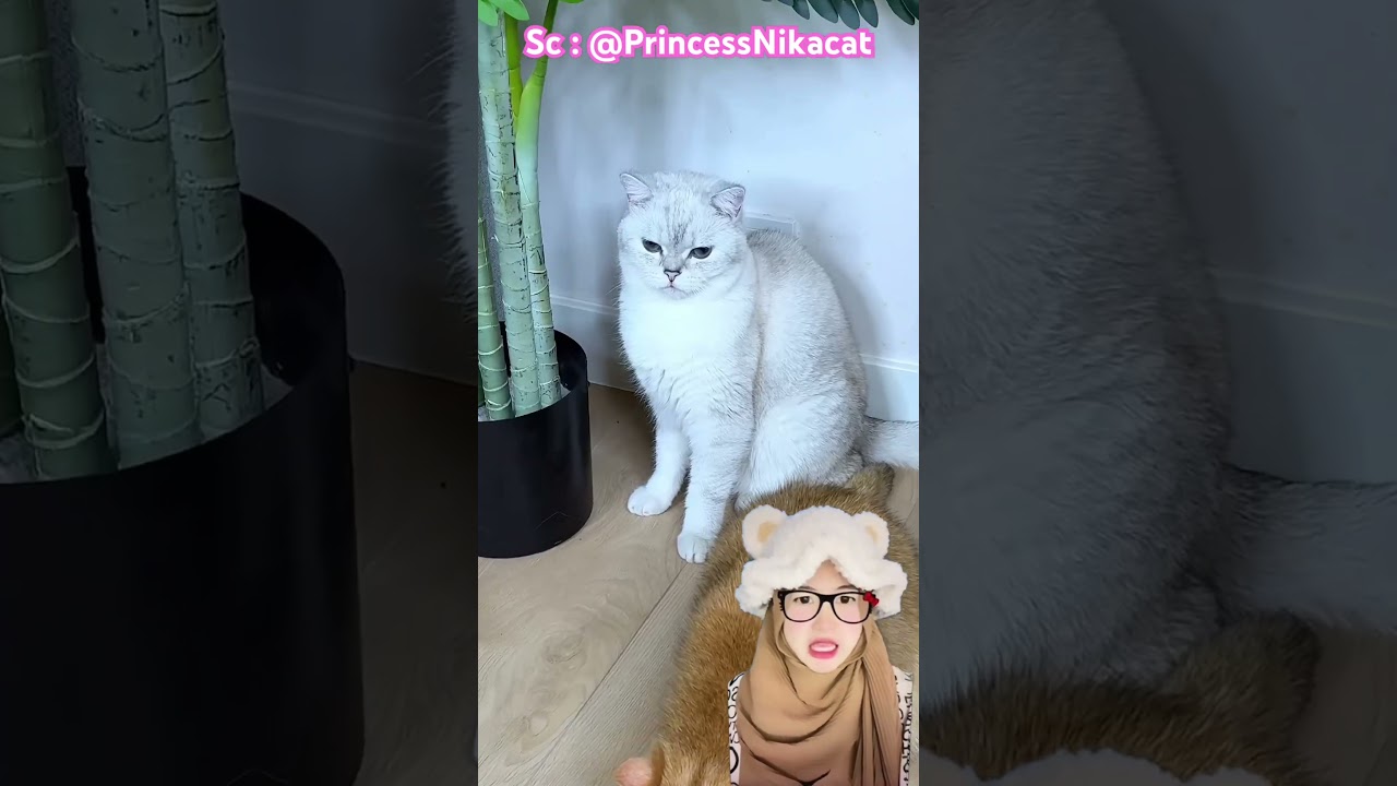 Oyen & kitty rebutan makanan 😲kakak beli alat pendeteksi makan ⁉️ @PrincessNikacat