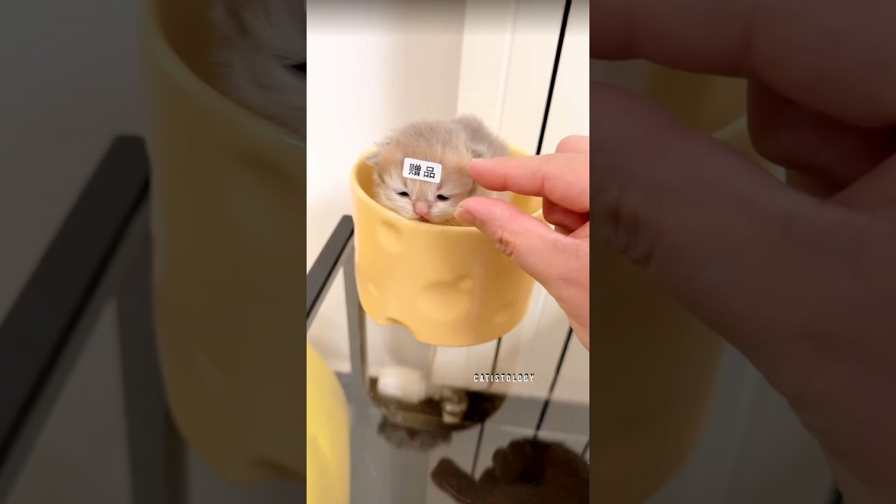 Tiny paw prints lead to the cutest culprit 💅🐾 #cat #kitten #cute