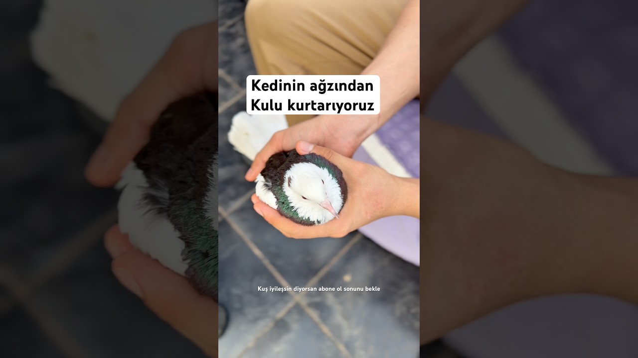 En çok hangi hayvanı seversin ❤️ #ytdayibenionecikarnolur #youtubeshorts #viral #hayvanlar #kuş #kid