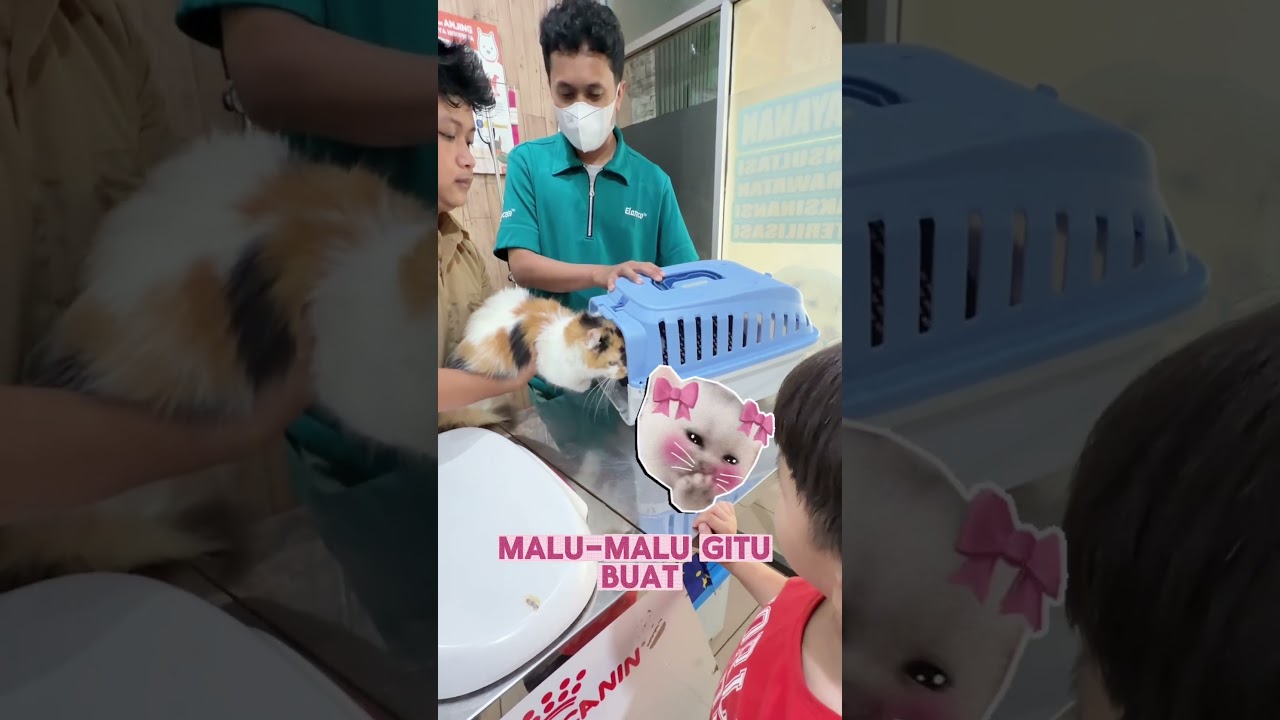 Bawa kucing ke dokter #mamoysalwa