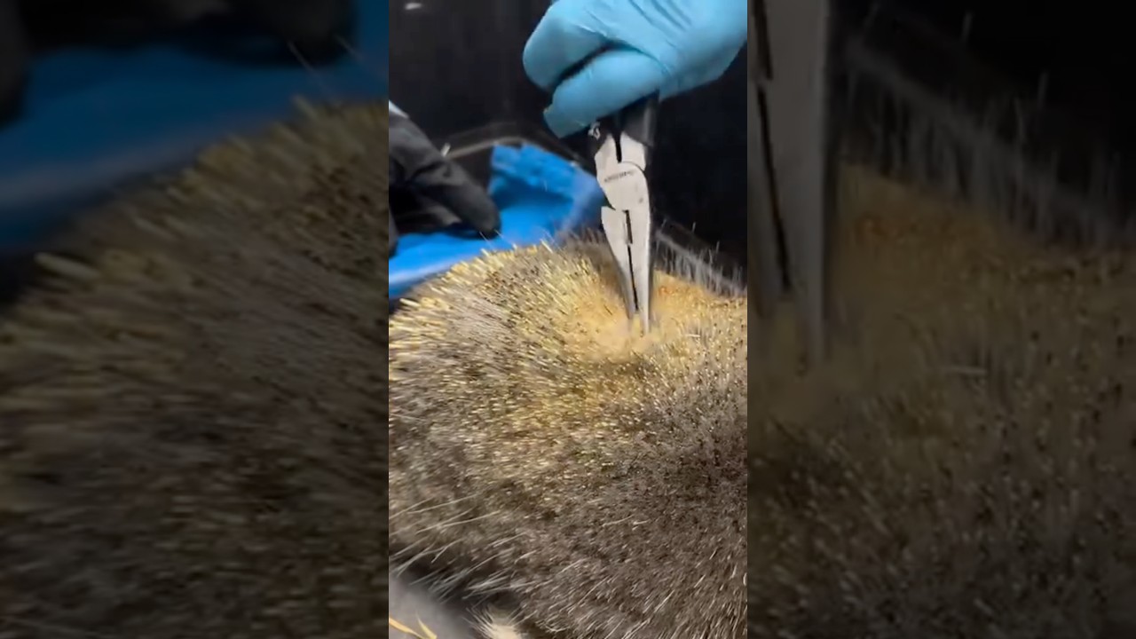 Are Porcupines Fire-Proof? 🔥😷 #goodtoknow #funfact #survival #lifehack #vet #medicine #educational