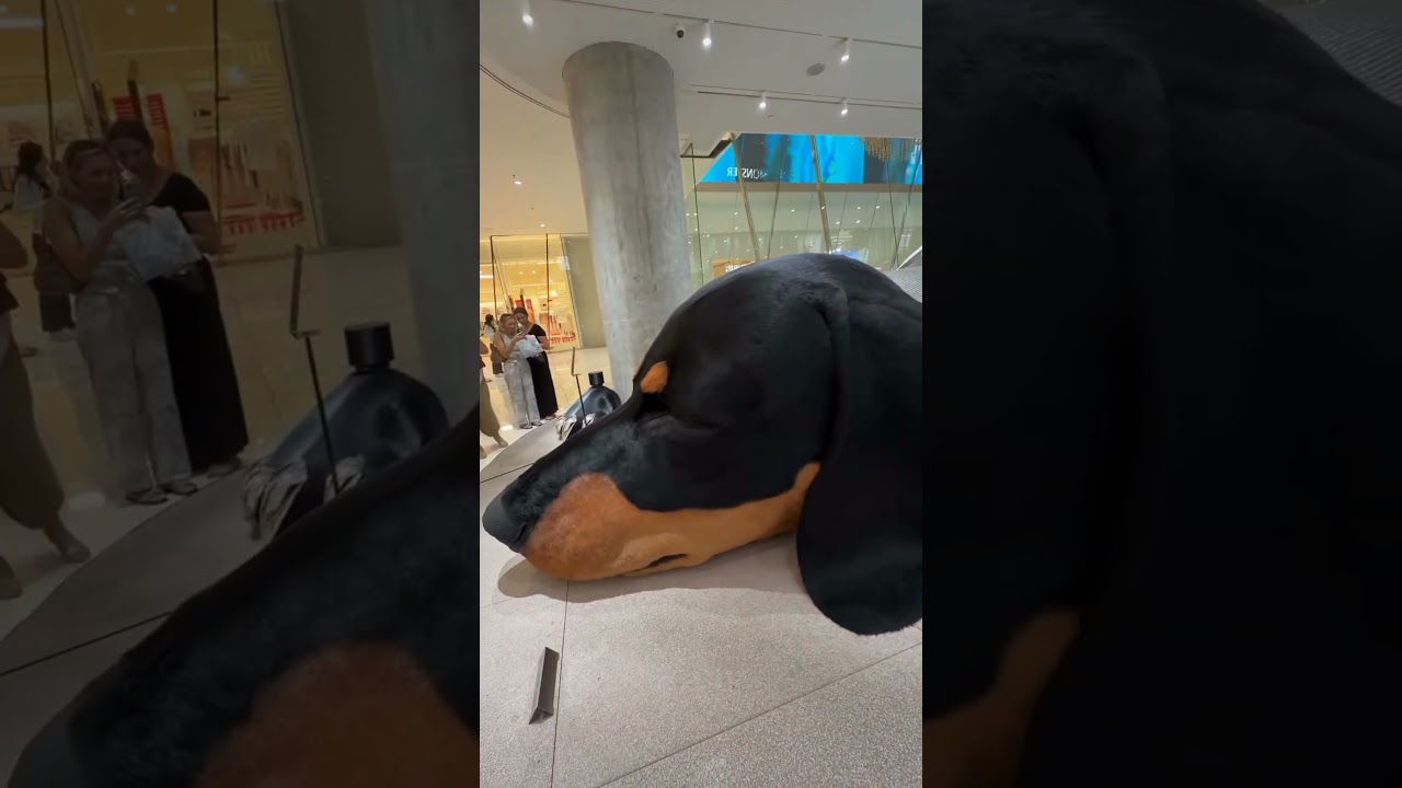 ആനയോളം വലിപ്പമുള്ള ഒരു നായ  | worlds biggest dog