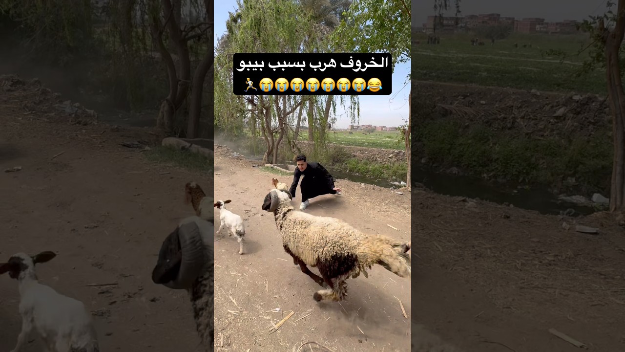 يا مرحب بيك في الغيط بتاعنا يا بيبو😂❤️❤️