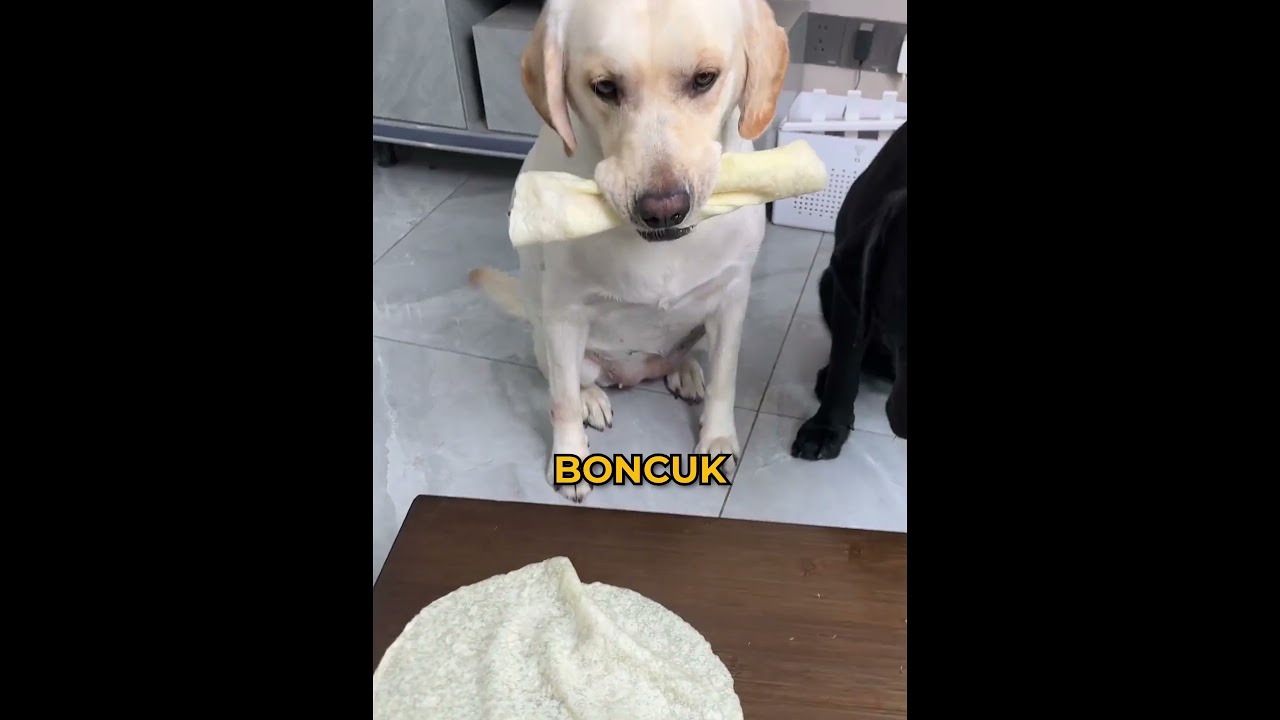 Sahibi köpeklerini besledi ama bir sorun var!