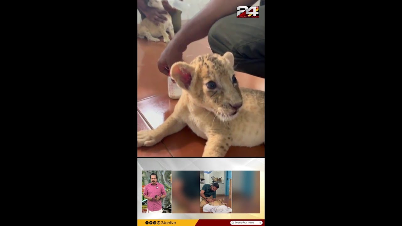 പെർഫക്റ്റ് ഓക്കെ! തിരുവനന്തപുരം മൃഗശാലയിൽ പിച്ചവെച്ച് സിംഹക്കുഞ്ഞുങ്ങൾ