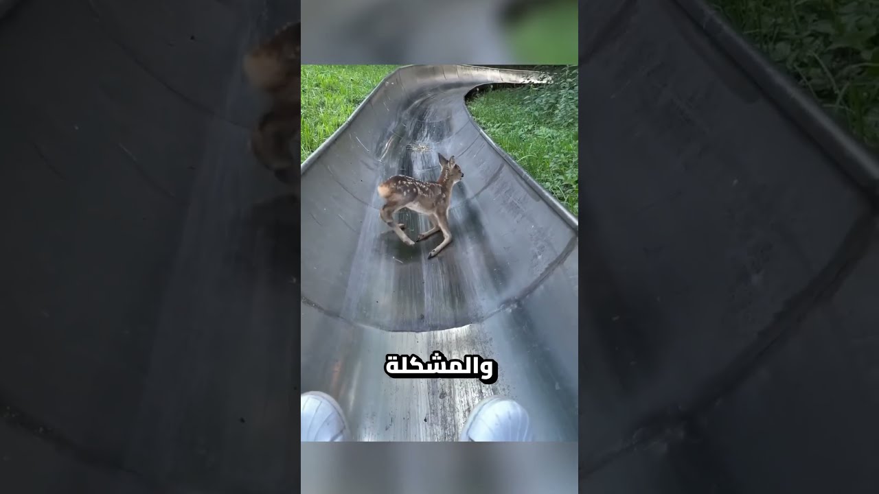 لن تصدق عينيك عندما ترى هذا 😳👁️