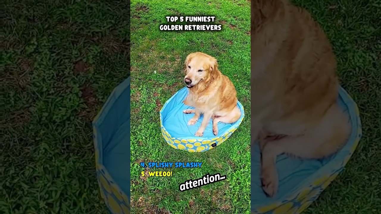 Ranking The Funniest Golden Retrievers 🐶📈 #funniestpets #talkingdog