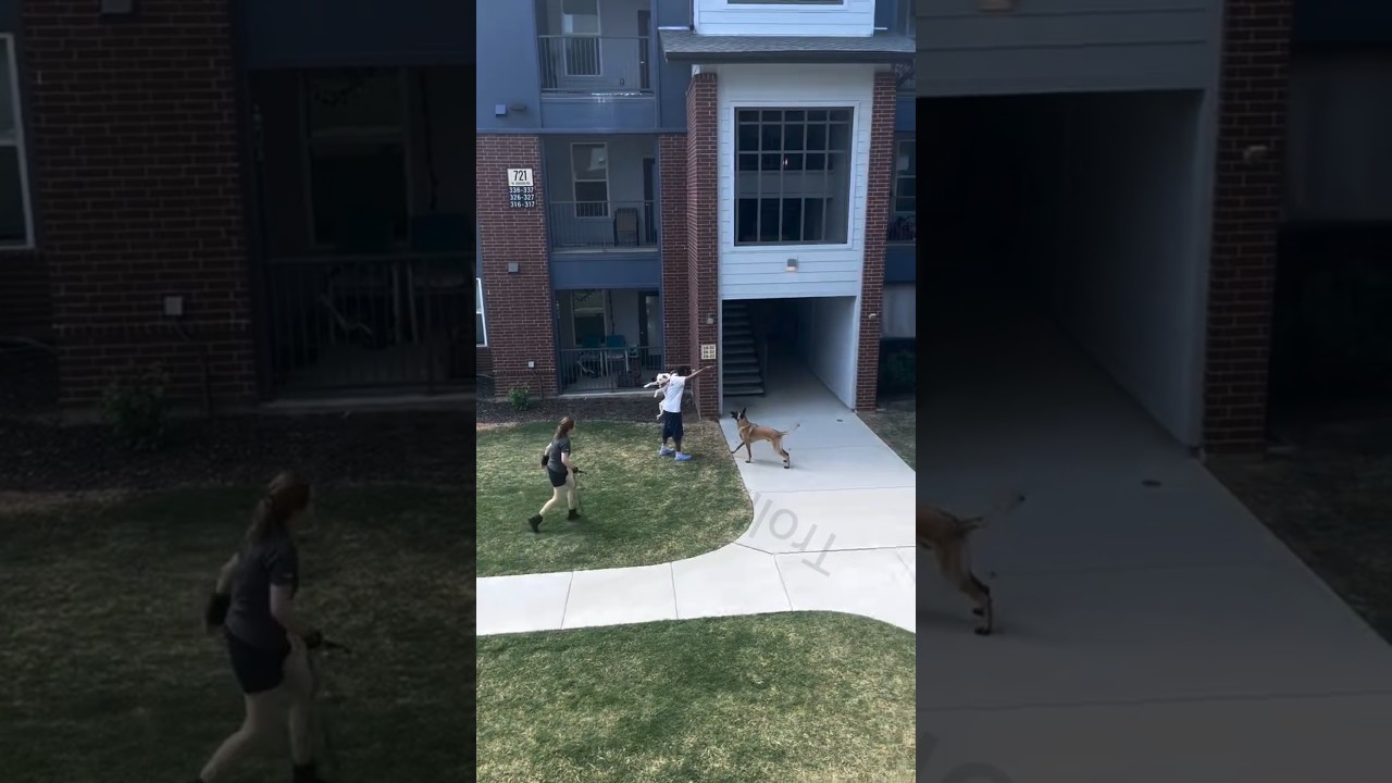 Woman Service Dog Tried To Get At Another Dog And She Couldn't Control It