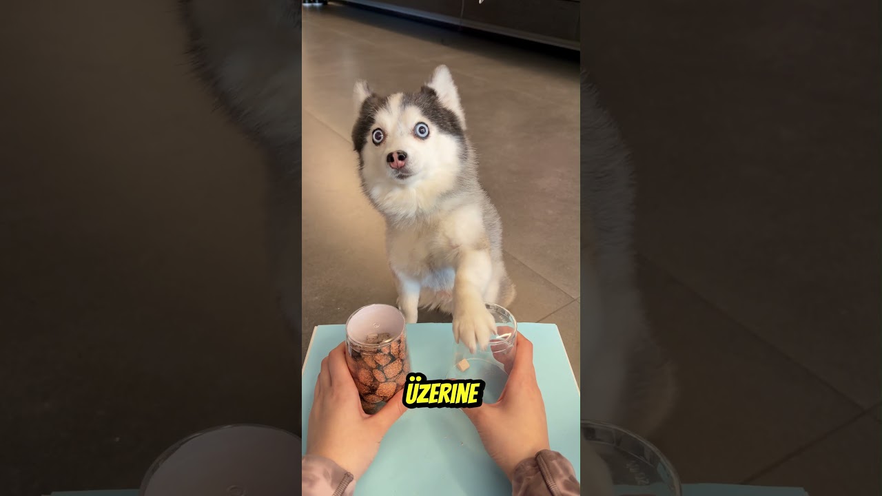 Köpek Aç Kaldı 😂