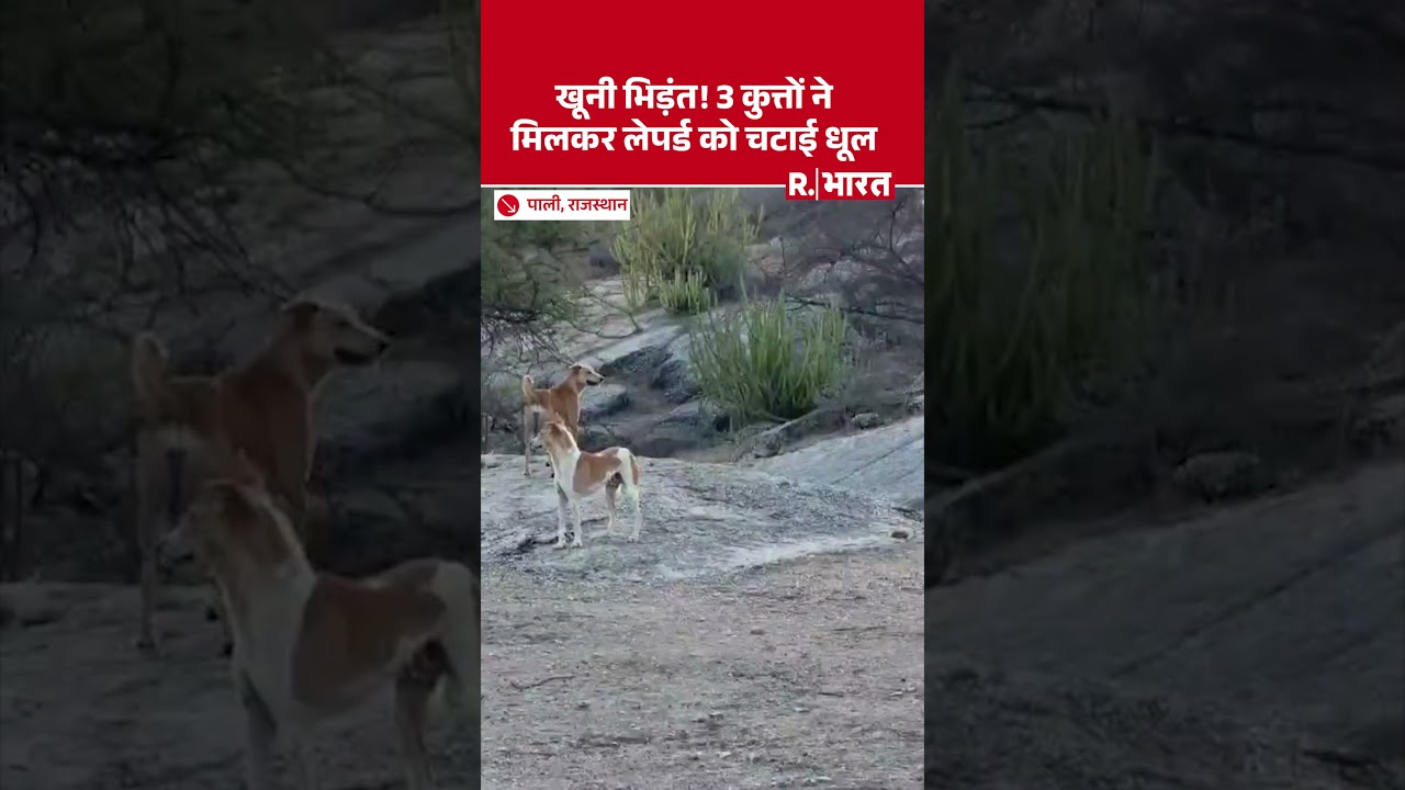 Leopard Attack on Dog: लेपर्ड का हमला, कुत्तों की बहादुरी के आगे शिकार की कोशिश नाकाम #shorts
