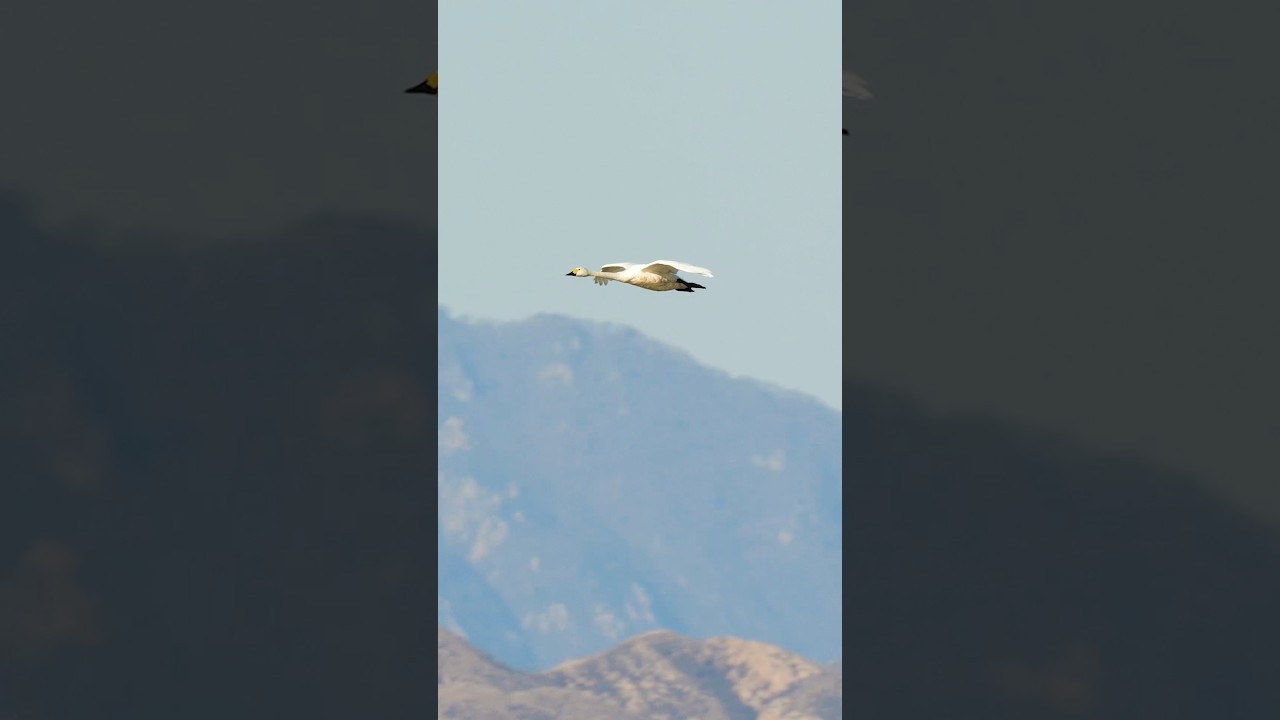 天鹅降落全过程，反推减速加脚刹丝滑着陆 #birds #animals #swan #automobile #wildlife #goose