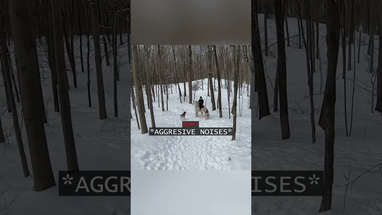 When Horses Ran Into Dogs in the Absolute Middle of Nowhere…