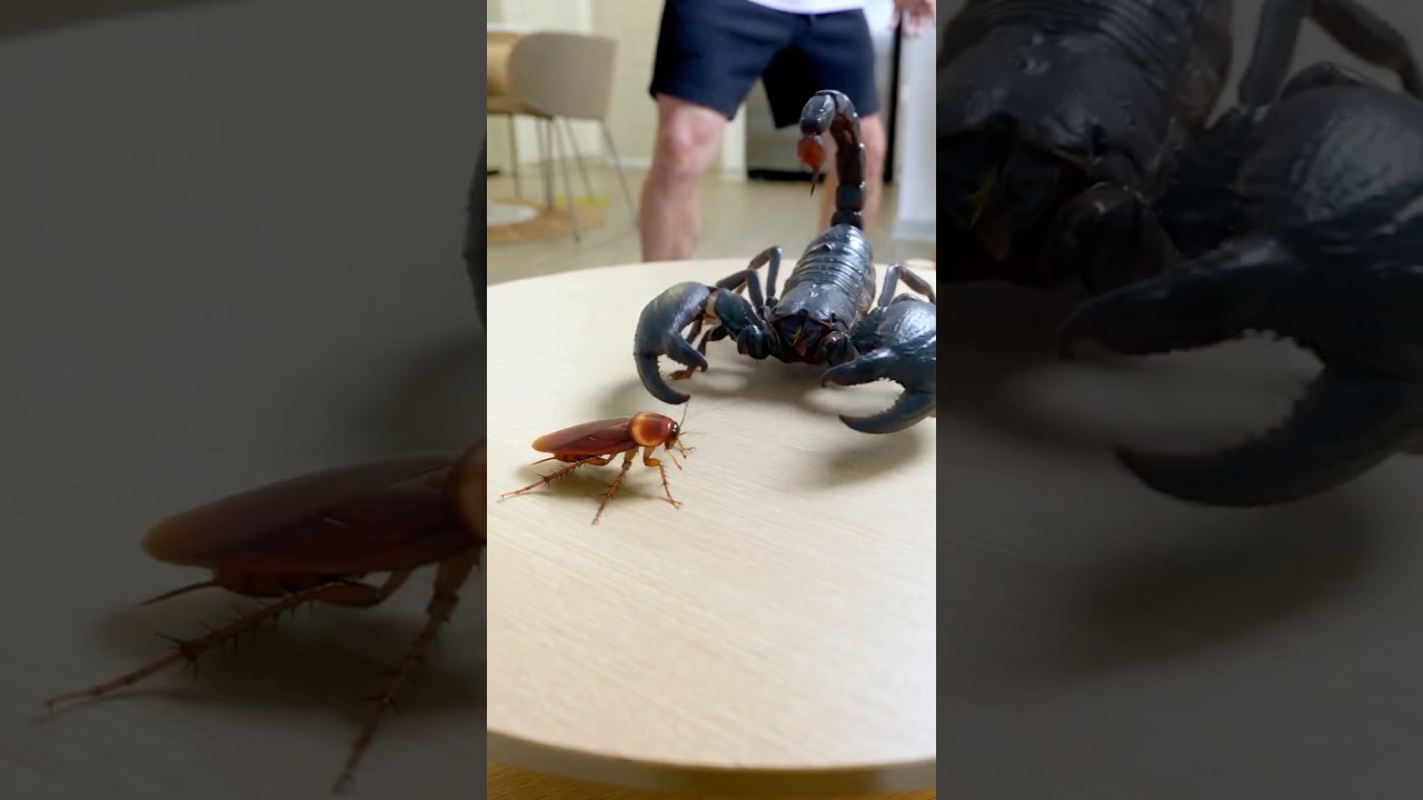 Pokémon de INSETOS!! 🐛