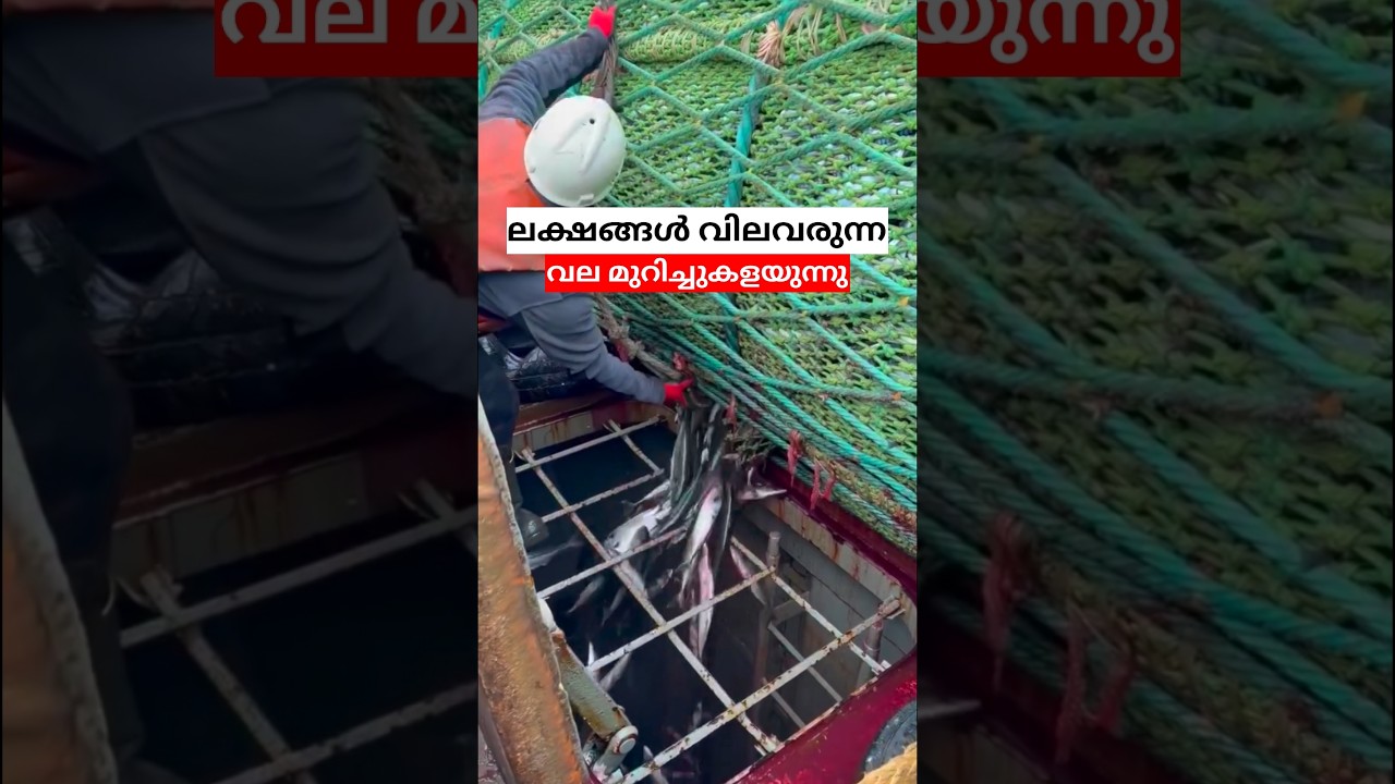 മീനുകളെ പുറത്തെടുക്കാൻ എന്തിനാണ് വല മുറിക്കുന്നത്? 😳#shorts #malayalam #seafishing