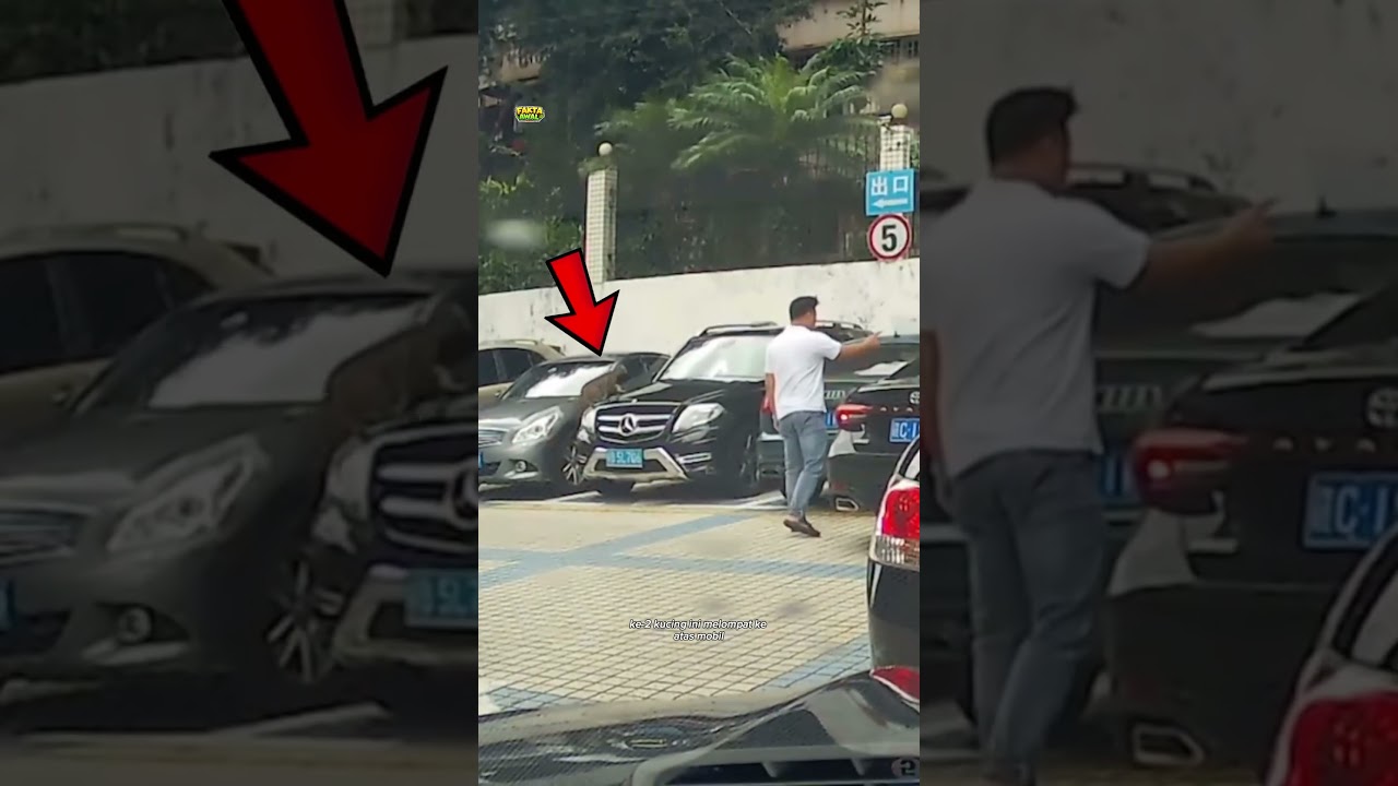 momen-momen tak terduga hewan yang berhasil terekam kamera (2) #shorts