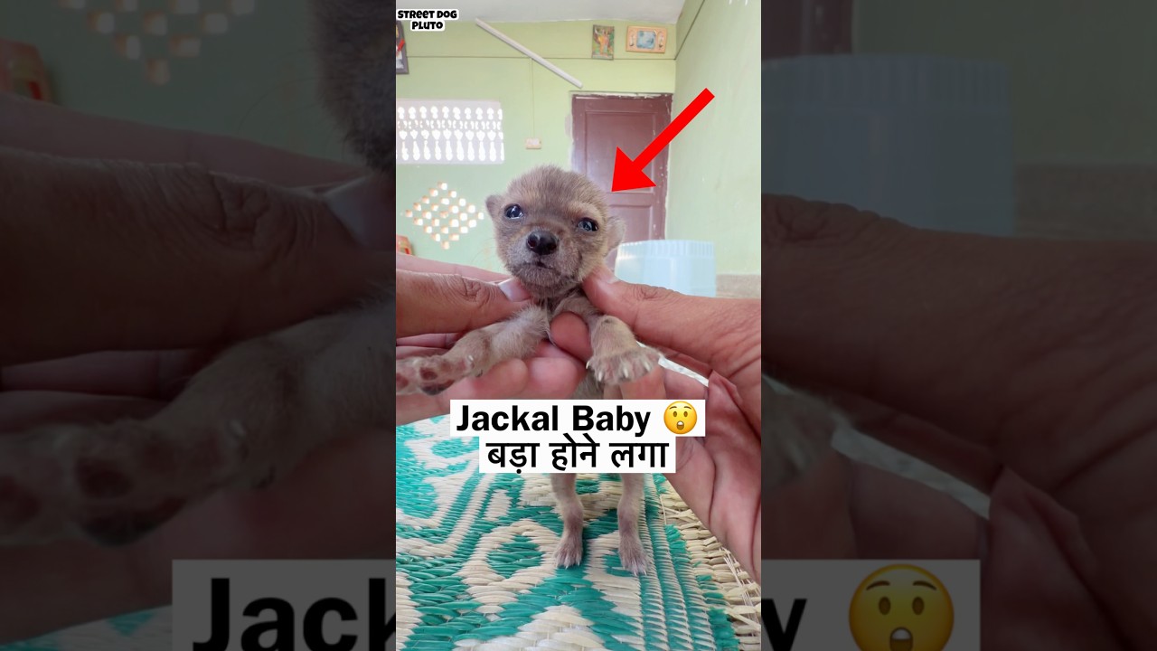 Jackal Baby Namkaran ❤️
