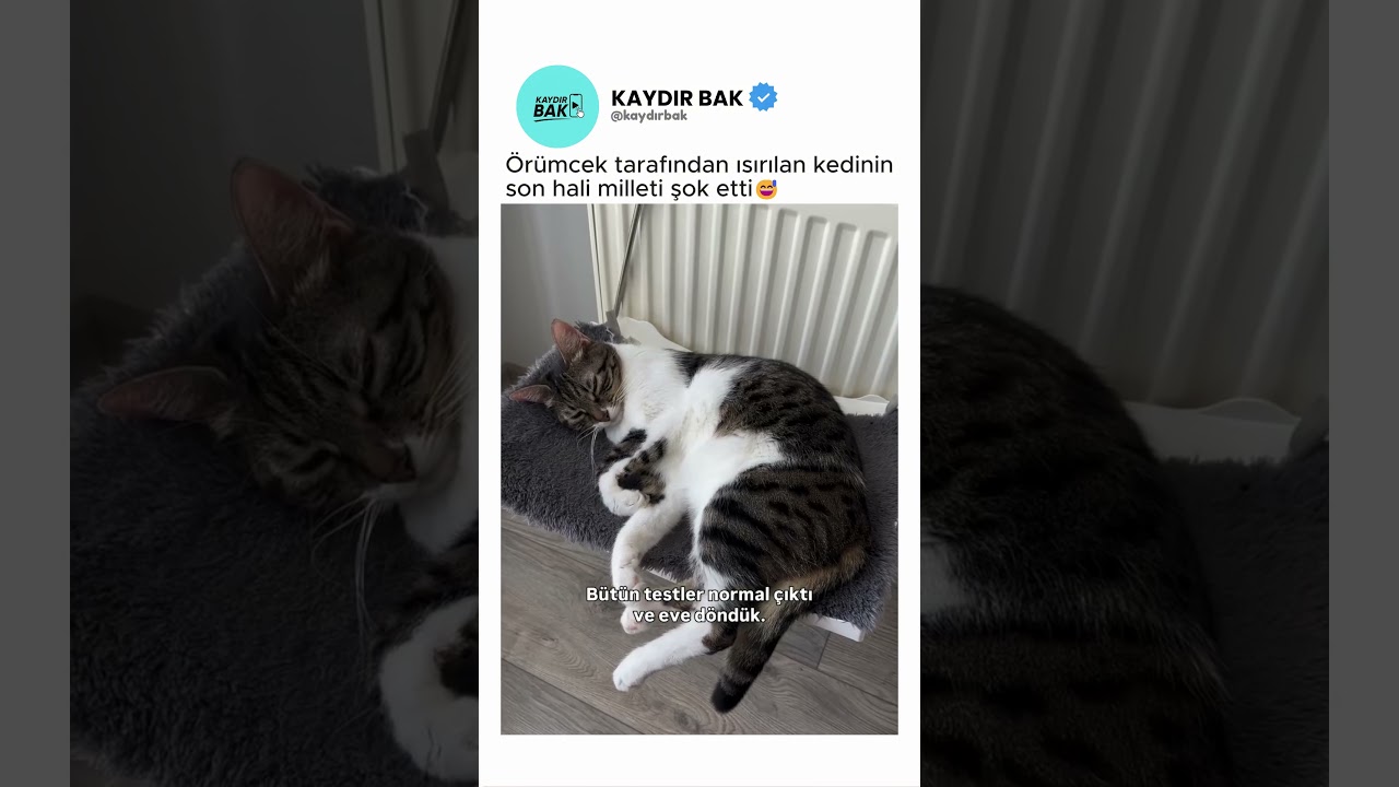 Örümcek tarafından ısırılan kedinin son hali milleti şok etti😅