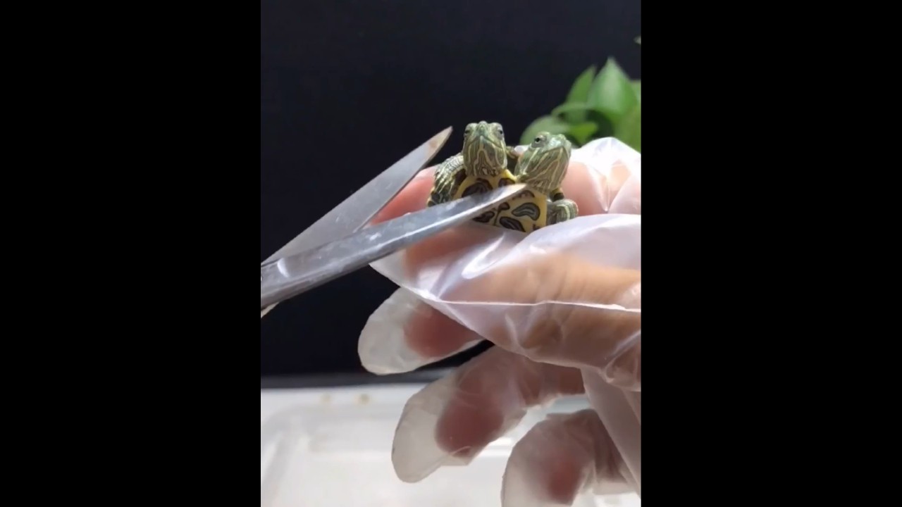 Menetaskan Kura-kura Berkepala Dua ❤️🐢