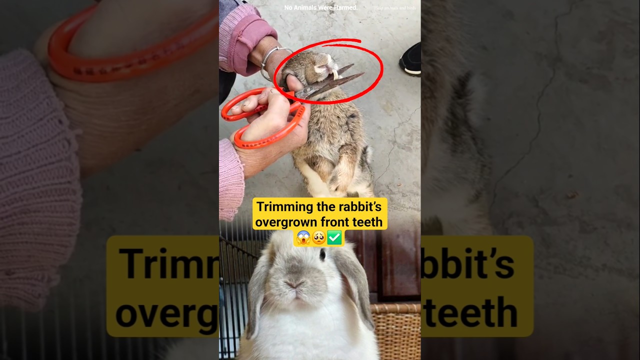 Trimming the rabbit’s overgrown front teeth #RabbitCare #RabbitTeeth #RabbitGrooming #rabbitsbaby