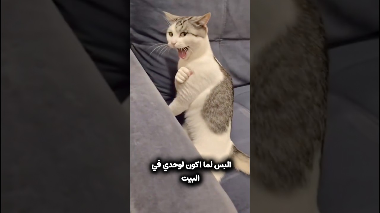 القط!😂