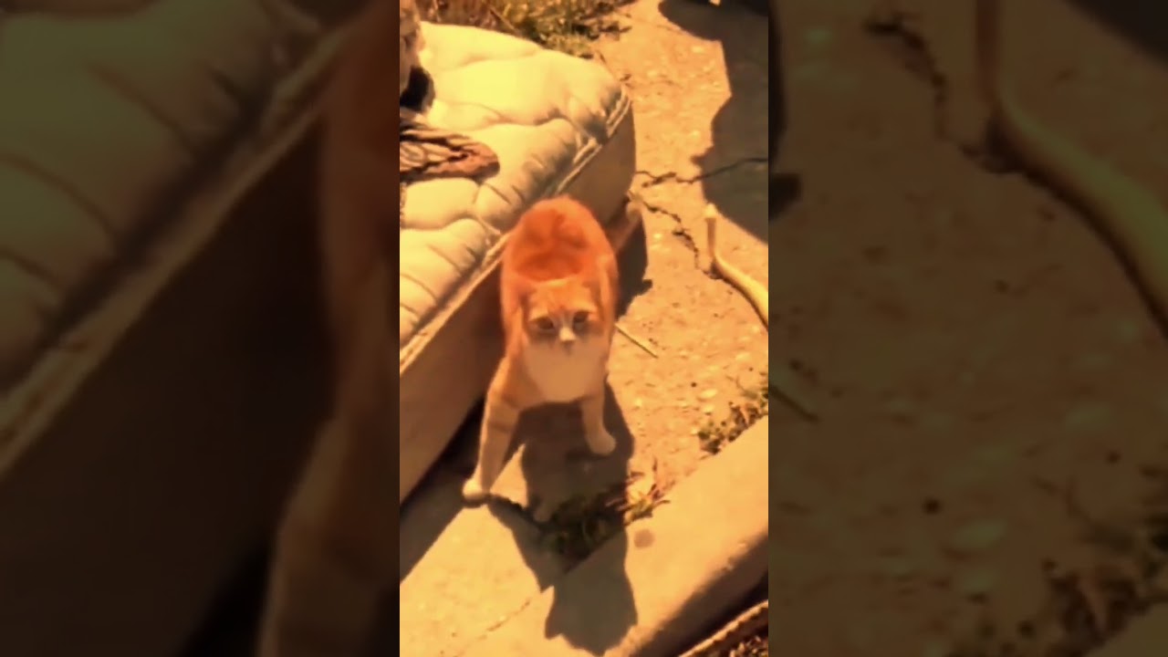 #ميمز #memes #ضحك