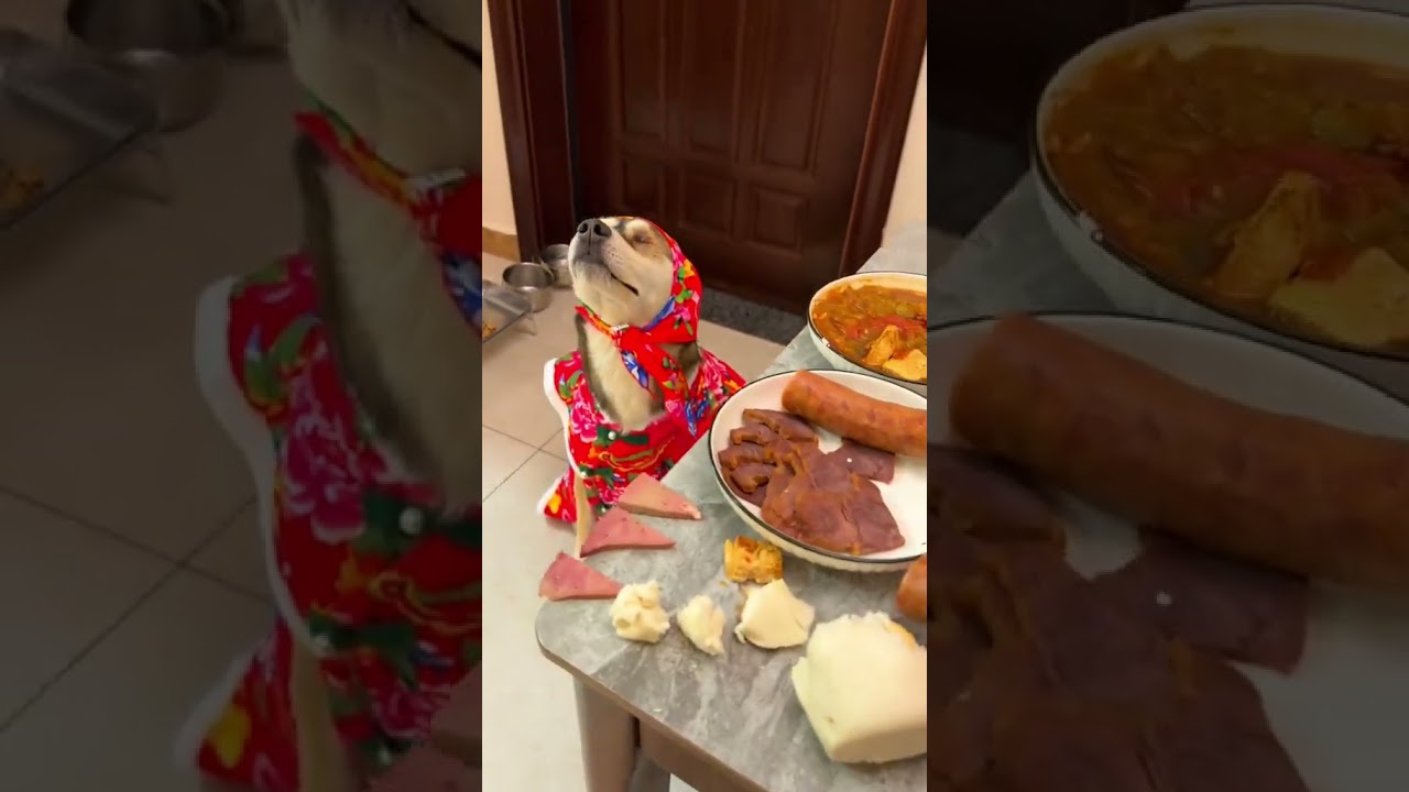 kugen daily act pretending to be a picky eater #shorts