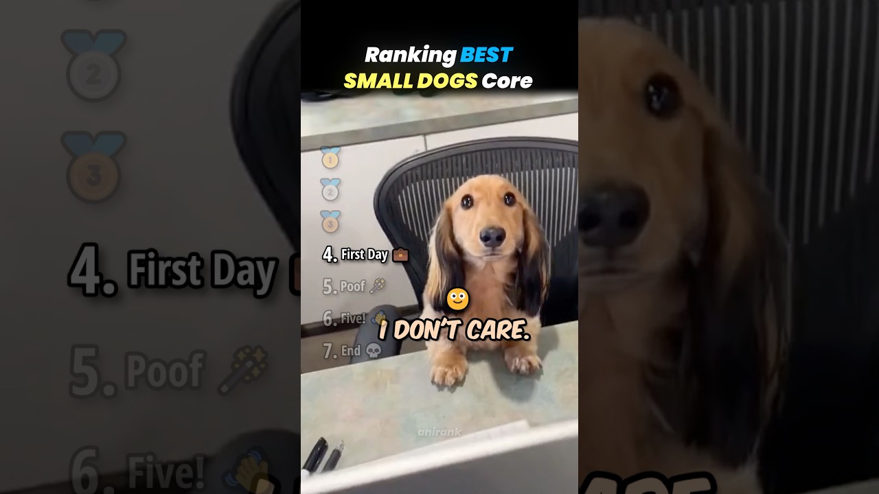 Ranking BEST SMALL DOGS Core Moments!! 🐶🍼