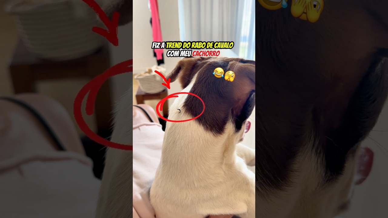 ESQUECI O PRINCIPAL 🙈😂 #shorts #pets