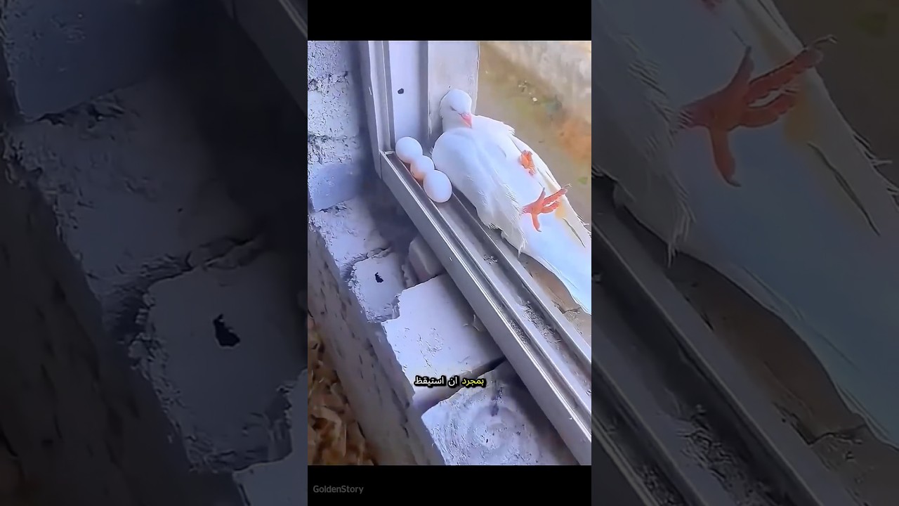 سر البيض الغامض الذي تحول الى اجمل طائر✨