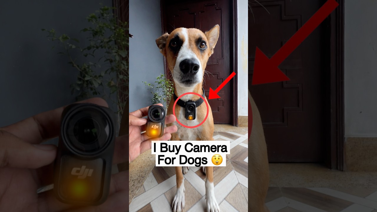 I Buy Mini Camera For Dogs 😲