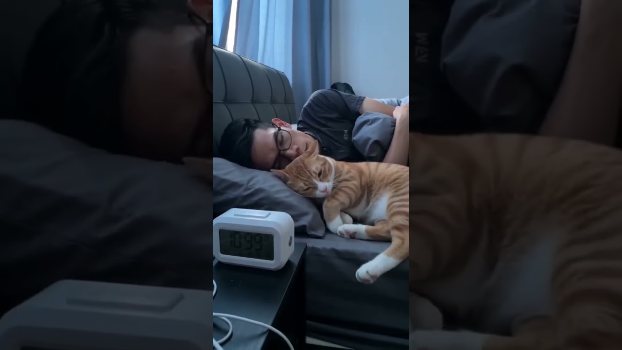 Orange cat destroyed the alarm clock to sleep! 🤣