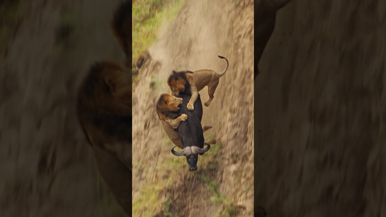 Buffalo Escapes Two Lions in an Unexpected Way!