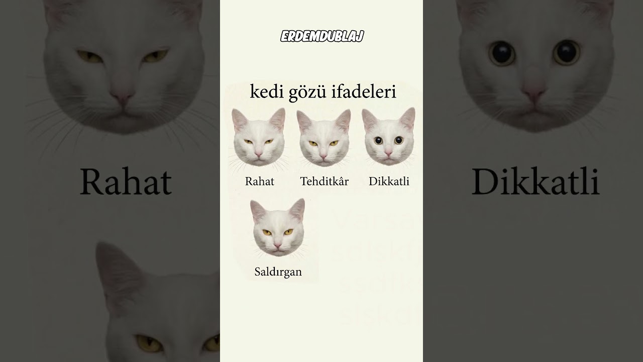 Kedi Gözü İfadeleri