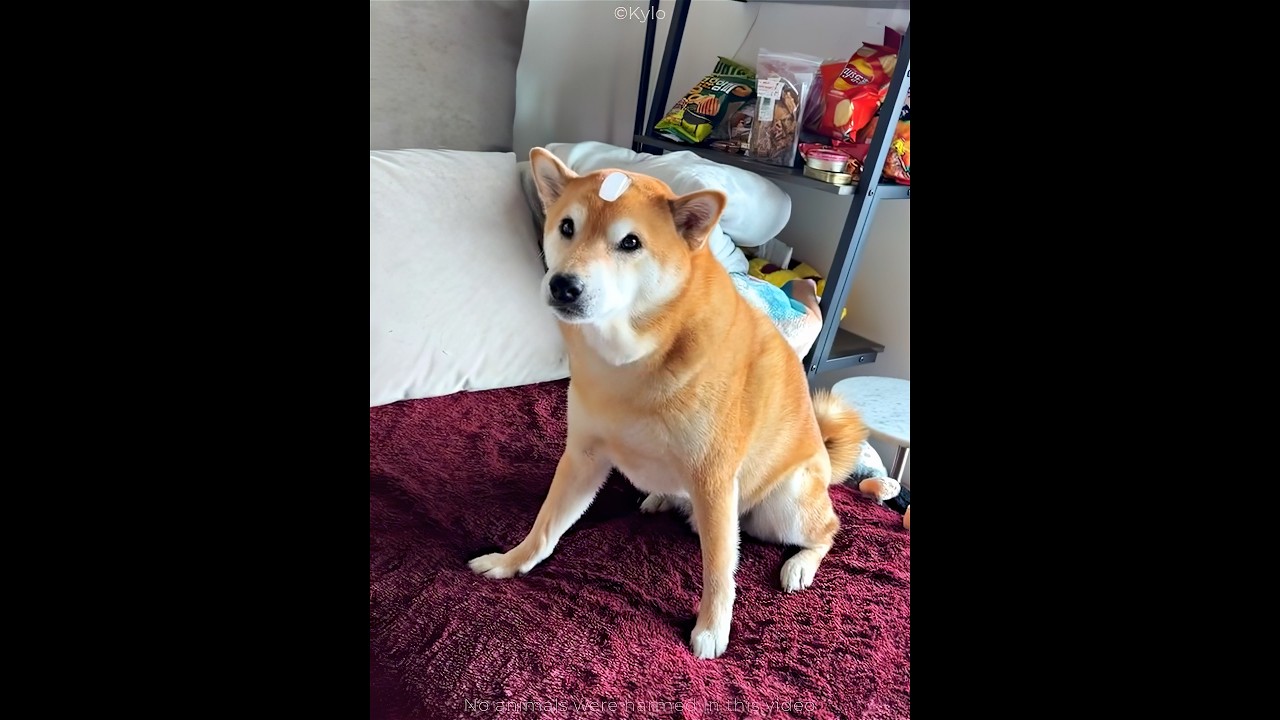 Which Dog Reacted Best?