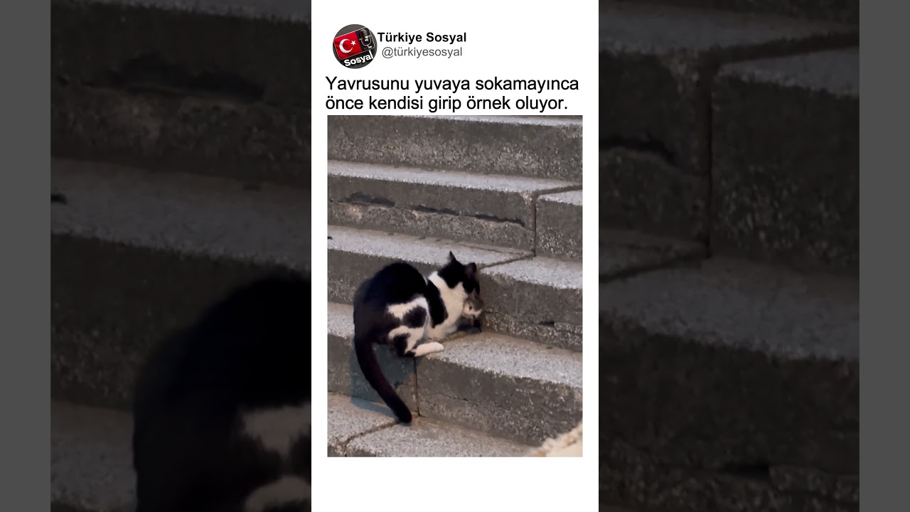 Dar Yuvaya Yavrusunu Sokamayınca Anne Kedinin Örnek Olan Davranışı👏👏