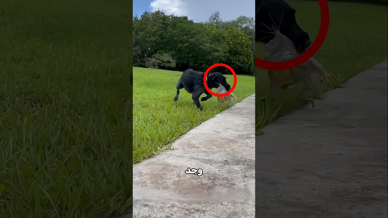 الكلب وجد السحلية!