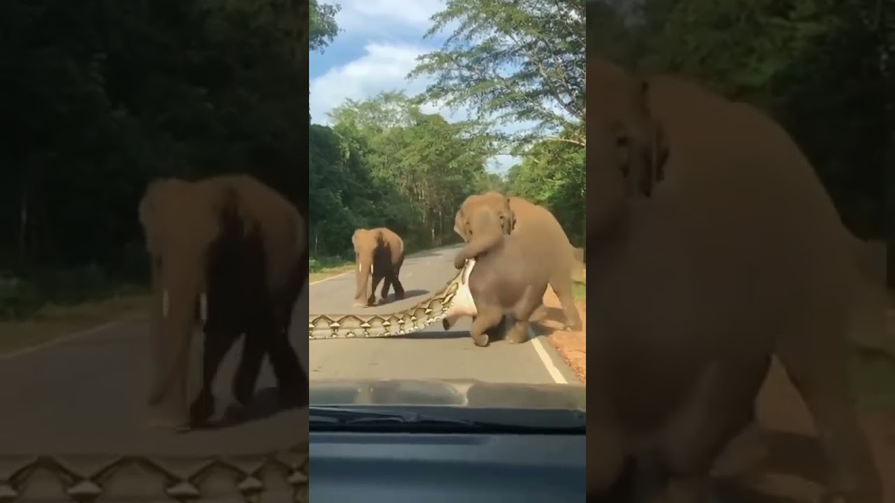 รีบช่วยน้องช้างเร็ว  คลิปสร้างจาก ai ครับ