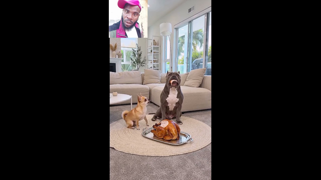 he got him implicated 😅😂🤣 who's the real thief? #contentcreator #duet #digitalcreator #funny #pets