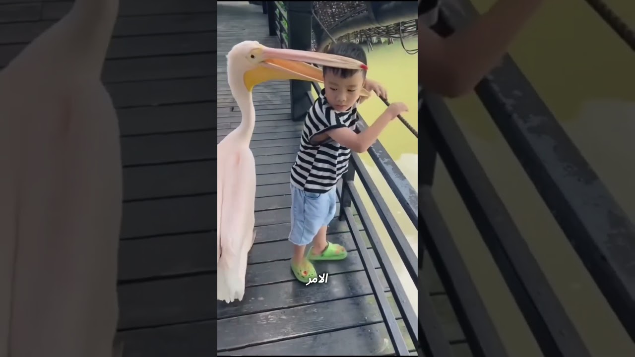 طائر جشع يحاول أكل المستحيل! 😳