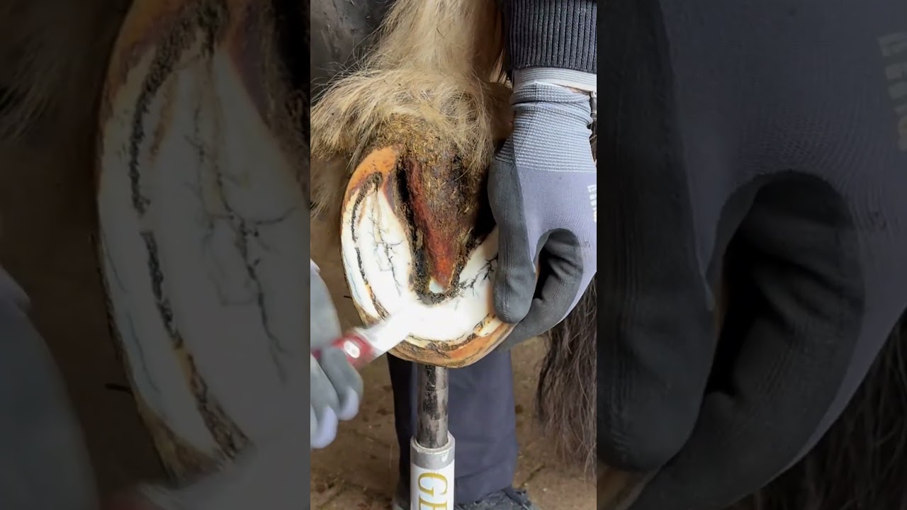 #hoof #horse #farrier #hoofcare #trimming