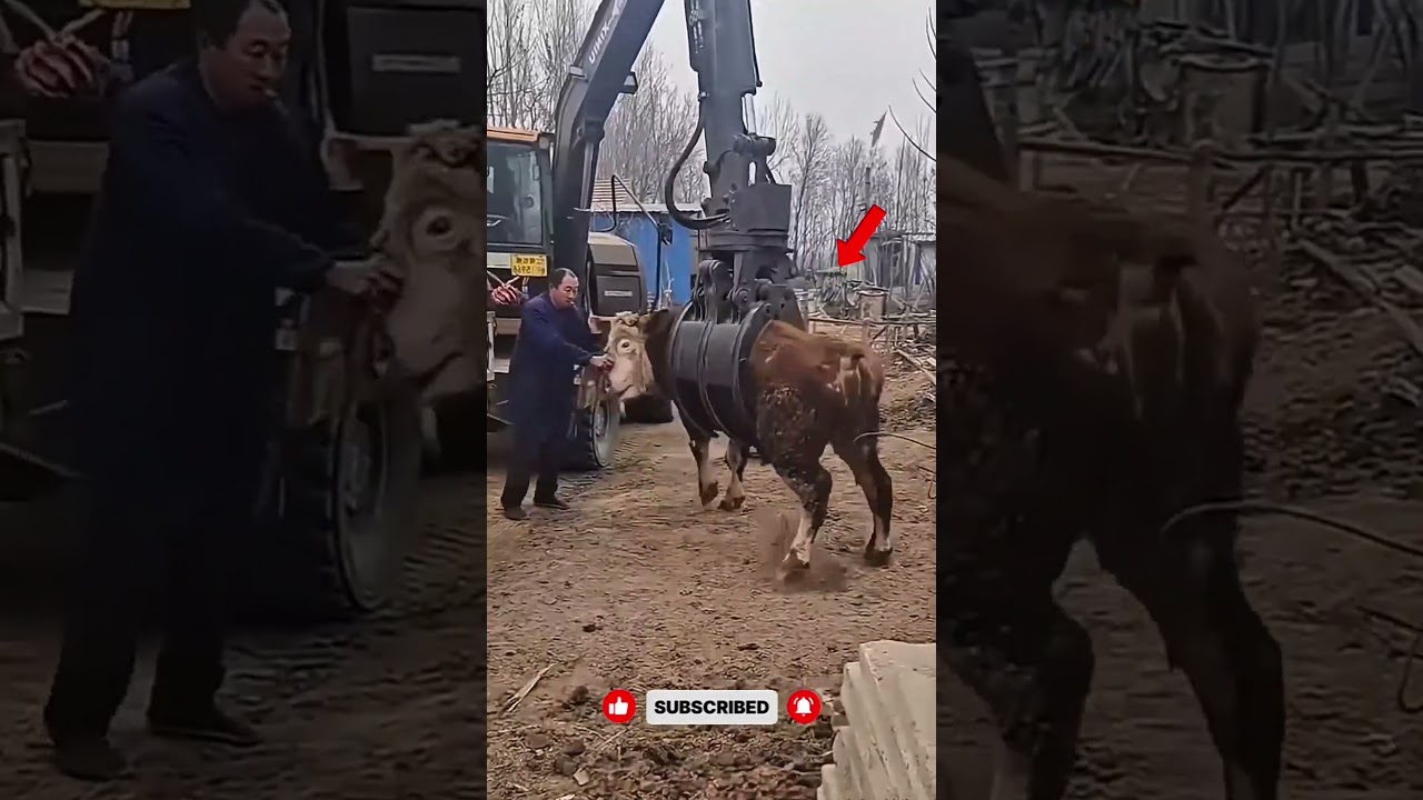 cara cepat menaikan sapi ke bak mobil⁉️  #shorts #youtubeshortsvideo #fyp #viralshorts