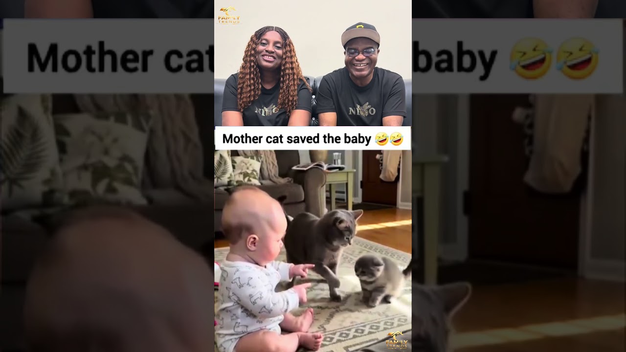Lessons in Conflict Resolution… From a Cat 😂 #familytrendsone #funny #conflictresolution